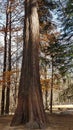 High and centenary redwood trunk in an autumm landscape