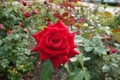 High centered flower of red rose
