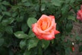High centered flower of salmon pink rose in June