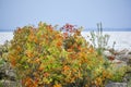 Fall Scenery at High Cliff State Park. Sherwood, WI Royalty Free Stock Photo