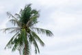 High coconut palm tree against a blue sky trees tropical paradise copy space flora design base Royalty Free Stock Photo