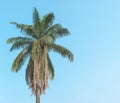 High coconut palm tree on bright l blue sky background no cloud and copy space Royalty Free Stock Photo