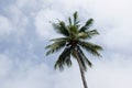 High coconut tree under cloudy sky Royalty Free Stock Photo