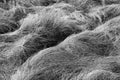 High contrast black and white of undulating grasses in field near Island View Beach