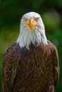 Close-up portrait of an american bald eagle Royalty Free Stock Photo