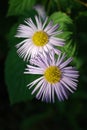 High contrast close up shot of two Purple Daisies Royalty Free Stock Photo