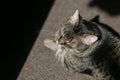 High contrast details of a house cat sitting on a rug and enjoying the sun rays entering inside the room