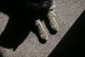 High contrast details of a house cat sitting on a rug and enjoying the sun rays entering inside the room