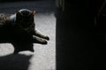 High contrast details of a house cat sitting on a rug and enjoying the sun rays entering inside the room