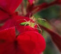 High contrast green spider macro with red flower Royalty Free Stock Photo