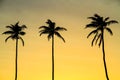 Coconut palm trees and yellow sunset