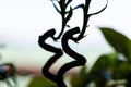 High contrast image of two curly bamboo stalks