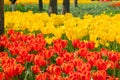 The high contrast of orange and yellow tulips garden Royalty Free Stock Photo