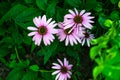 High contrast photo of echinacea flowers with a dark green background and some wet leafs. Medicinal herb / plant Royalty Free Stock Photo