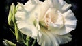 High-contrast Realism: White Angel Flower Watercolor Painting