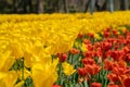 The high contrast of yellow and orange tulips garden Royalty Free Stock Photo