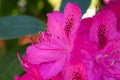 Closeup of pink rhododendron blossom in butchart gardens