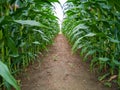 High corn crops on a row Royalty Free Stock Photo
