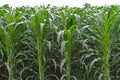 High corn crops on a row. Royalty Free Stock Photo