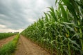 High corn crops in row Royalty Free Stock Photo