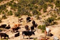High country cows in desert