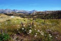 High Country flowers bloom in mid Summer, Brocken Hill Valley