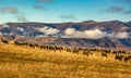 High country sheep farming on one of the rural gravel roads below the cloud shrouded mountains between Lake Ohau and