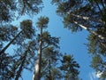 High Crimean pine-trees Royalty Free Stock Photo