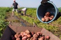 High crop potatoes. Potato harvest. Potato family farm. Growing eco potato Royalty Free Stock Photo