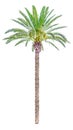 High date palm tree isolated Royalty Free Stock Photo