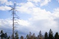 High dead tree over smaller forest on the background of cloudy blue sky. Nature. Horizontal. Minimalism Royalty Free Stock Photo