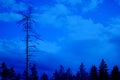 High dead tree over smaller forest on the background of cloudy sky. Nature. Horizontal. Minimalism. Classic, blue Royalty Free Stock Photo