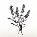 High-definition Black And White Ink Illustration Of Lavender