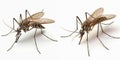 A high-definition close-up image of a mosquito on a stark white background Royalty Free Stock Photo