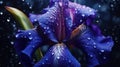 A high-definition close-up of a single iris, its petals gleaming with dew drops