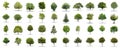 High definition collection Tree on a white background Royalty Free Stock Photo