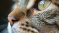 Detailed Close-up of a Beautiful Cats Brown and White Fur, Pink Nose, and Long White Whiskers Royalty Free Stock Photo