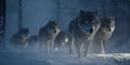 A High-Definition Image of a Wolf Pack in the Wilderness Wallpaper Background for Nature, Wildlife, or Adventure Concept Projects Royalty Free Stock Photo