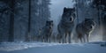 A High-Definition Image of a Wolf Pack in the Wilderness Wallpaper Background for Nature, Wildlife, or Adventure Concept Projects Royalty Free Stock Photo