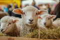 Adorable Young Lambs in Hay Farm Animal Portrait Rural Life Cute Livestock Royalty Free Stock Photo