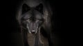 Intense Portrait of a Black Wolf Royalty Free Stock Photo