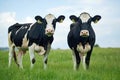 Two Holstein Cows in a Lush Green Meadow Royalty Free Stock Photo