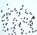 high degree of interaction among flying flock of starlings