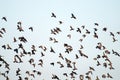 High degree of interaction among flying flock of starlings