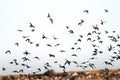 High degree of interaction among flying flock of starlings