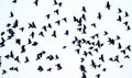 High degree of interaction among flying flock of starlings