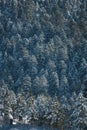 High dense pine tree forest covered with snow during winter season in the mountains of Himalayas. Royalty Free Stock Photo
