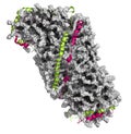 High density lipoprotein (HDL). Carrier of \