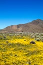 High Desert in Bloom with yellow flowers and California Golden / Orange Poppies just east of Lake Isabella California
