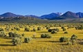 High desert evening